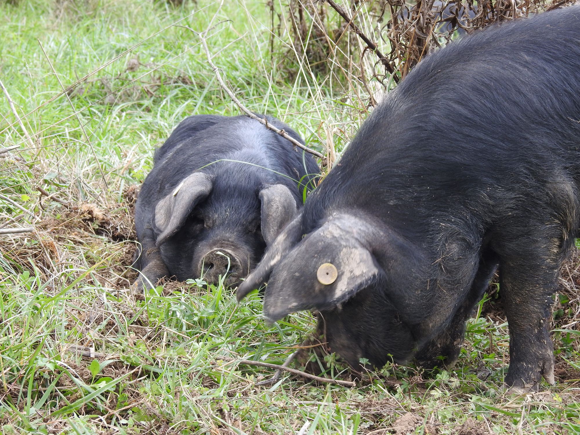 Deux Porcs Noirs dans l'herbe