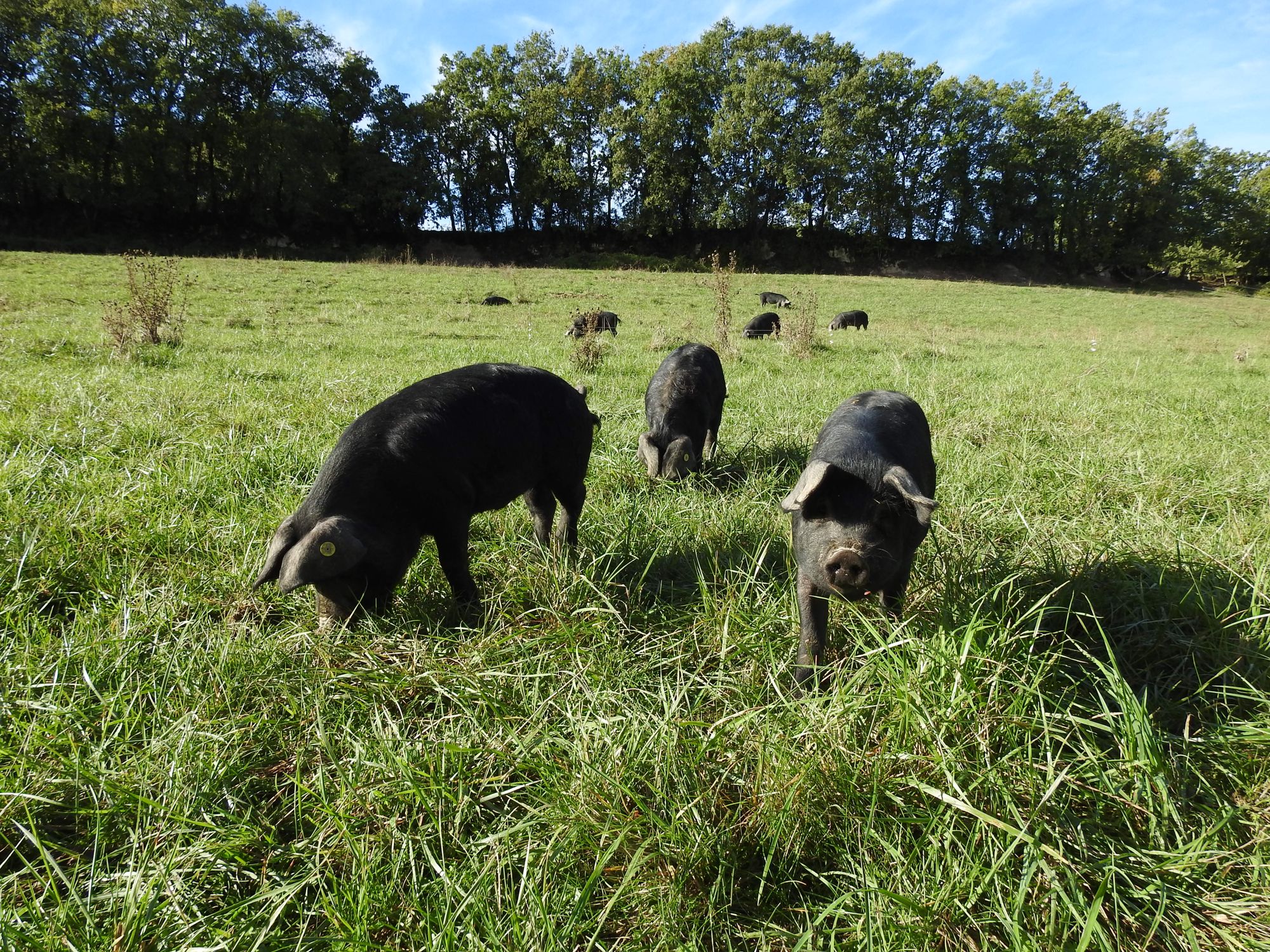 Porcs Noirs sur leur parcours en plein air