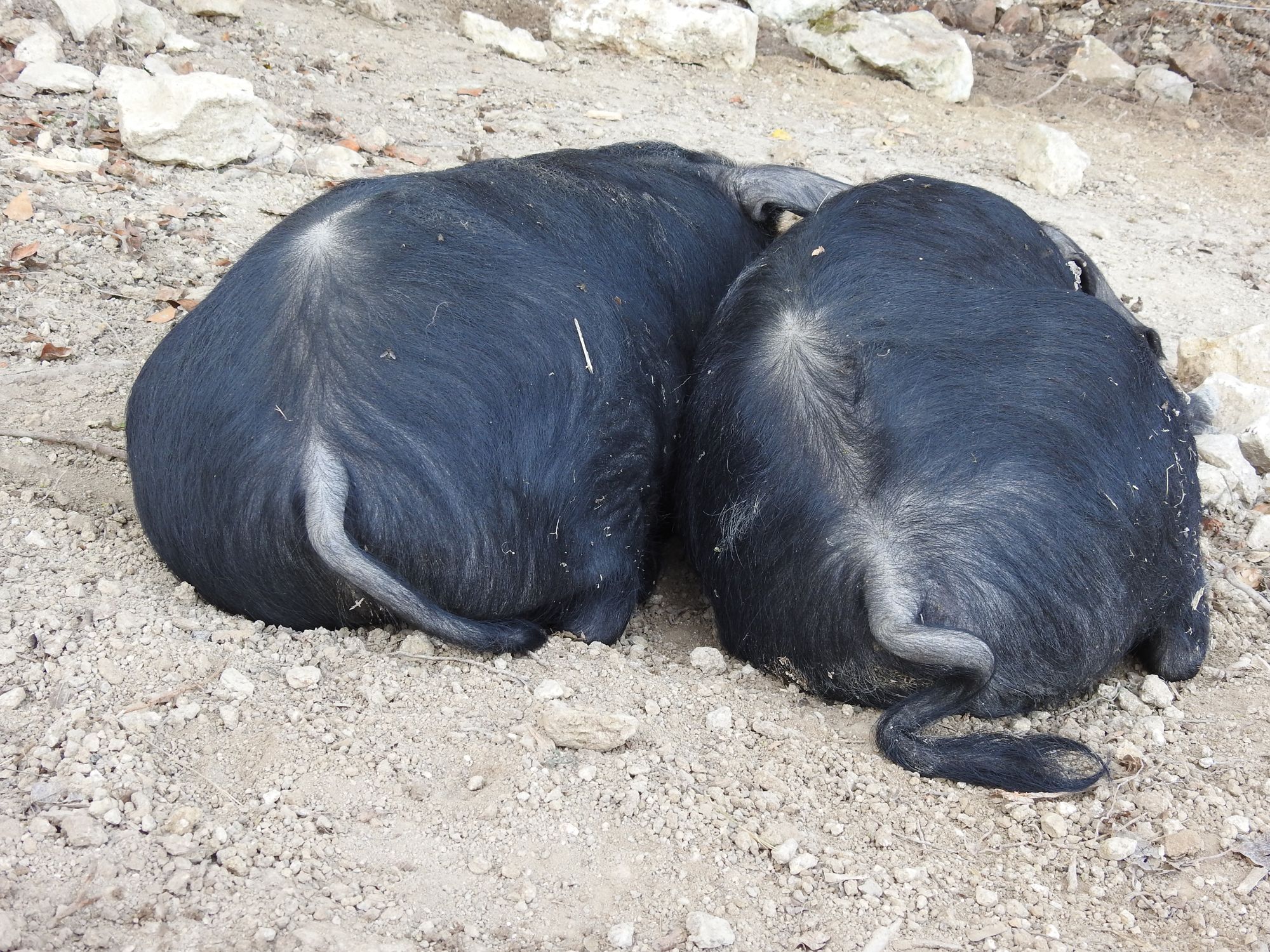 Deux Porcs Noirs à la sieste